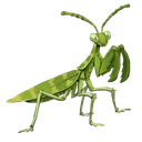 Garden Mantis - Palia Bug - Palia Database